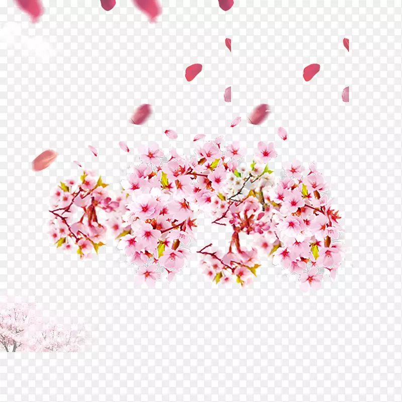 樱花树木及樱花瓣