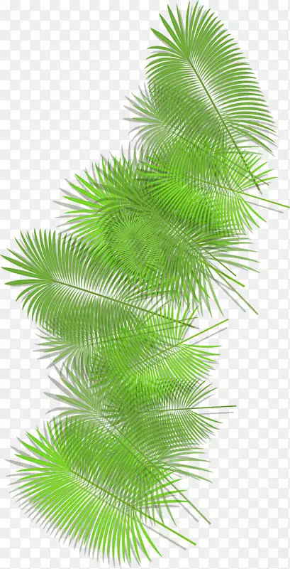 绿色棕榈叶