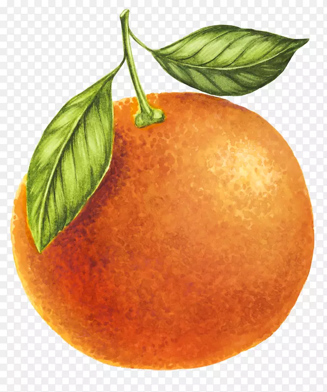 卡通手绘水果装饰海报设计橙子
