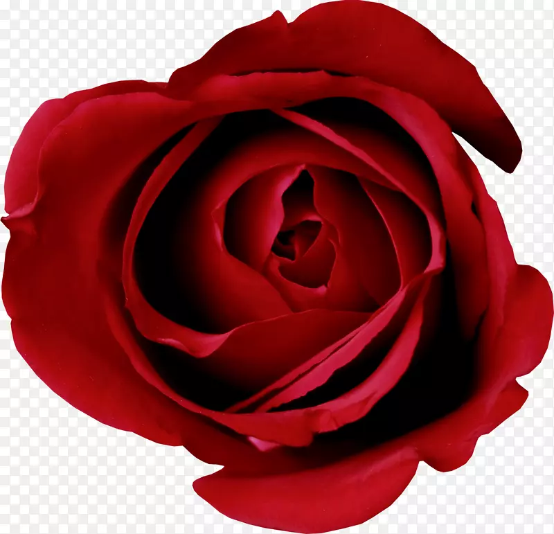 含苞待放的红玫瑰