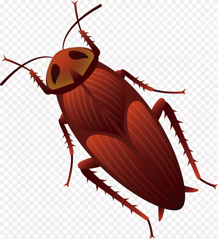 矢量图可怕褐色蟑螂
