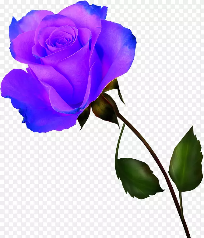 蓝紫色玫瑰