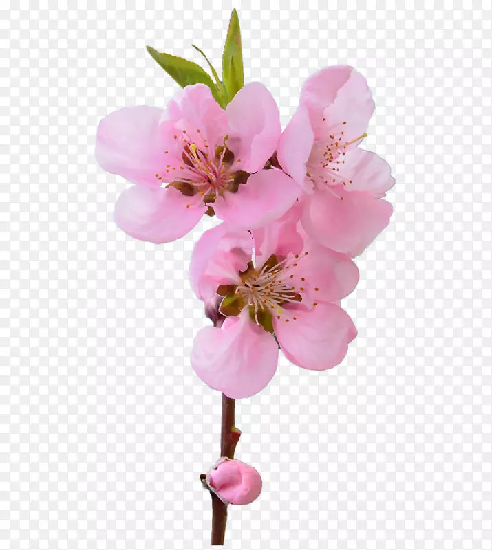 粉色盛开的美丽桃花