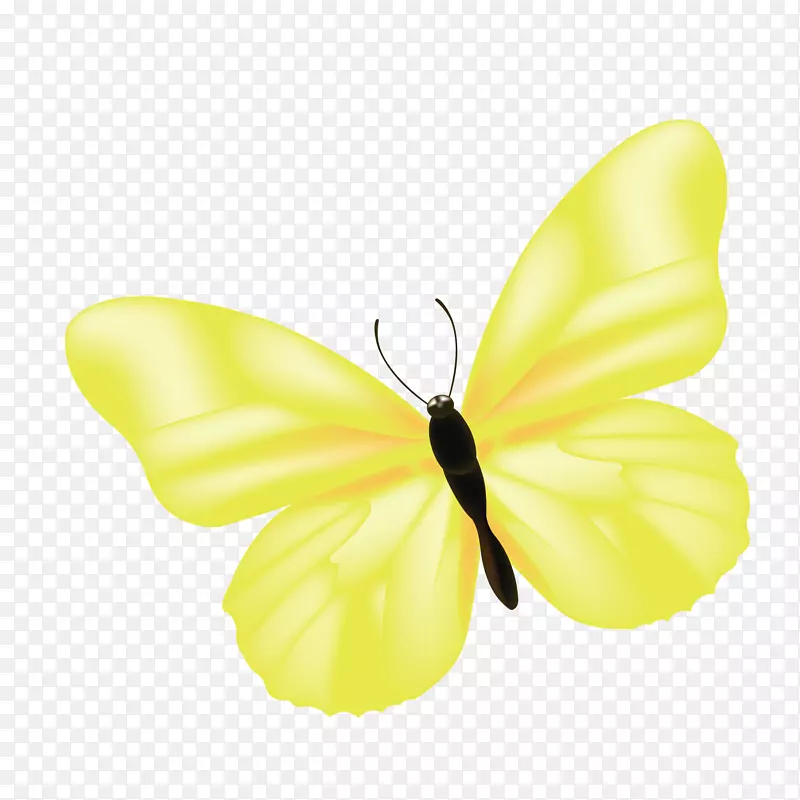 金色翅膀的蝴蝶手绘图