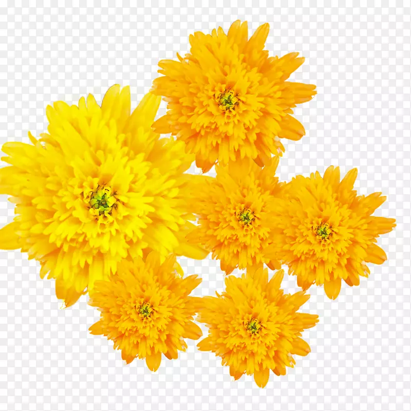 重阳节黄色菊花朵装饰免下载