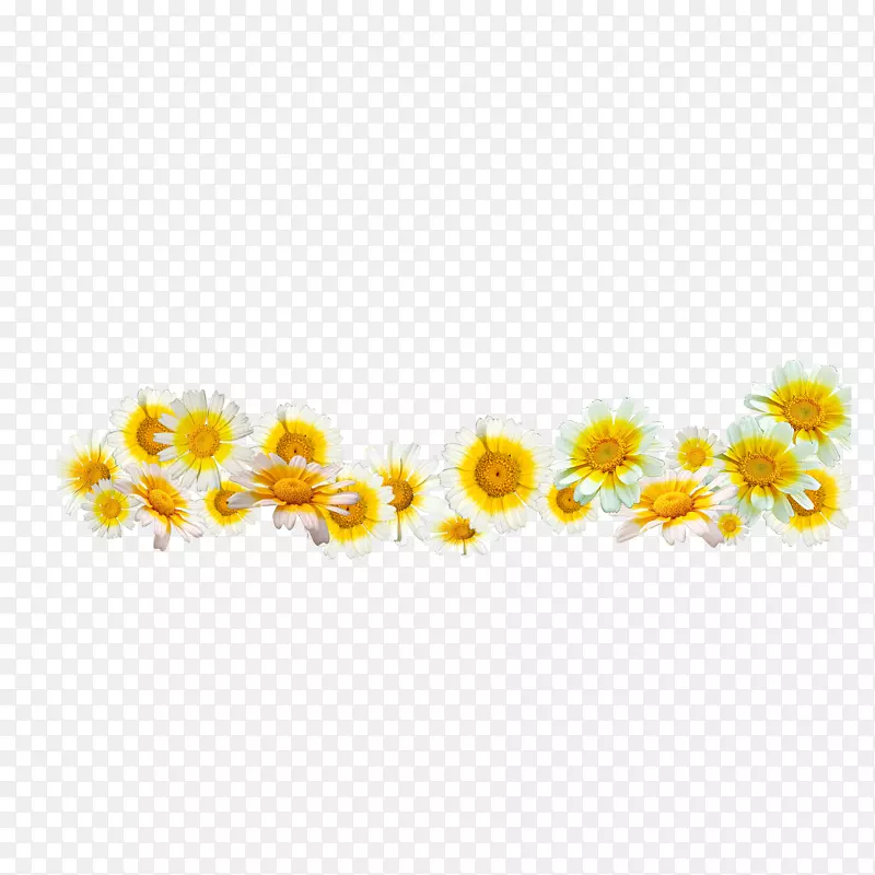 重阳节黄色菊花朵装饰背景免下载