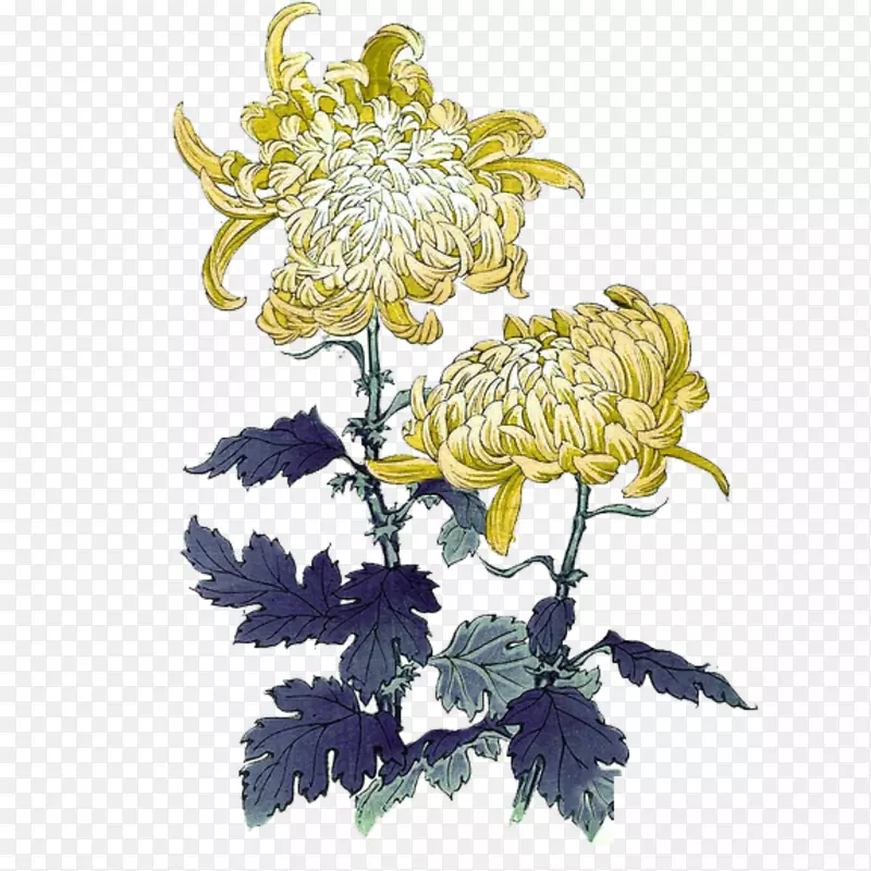重阳节黄色菊花朵装饰免下载