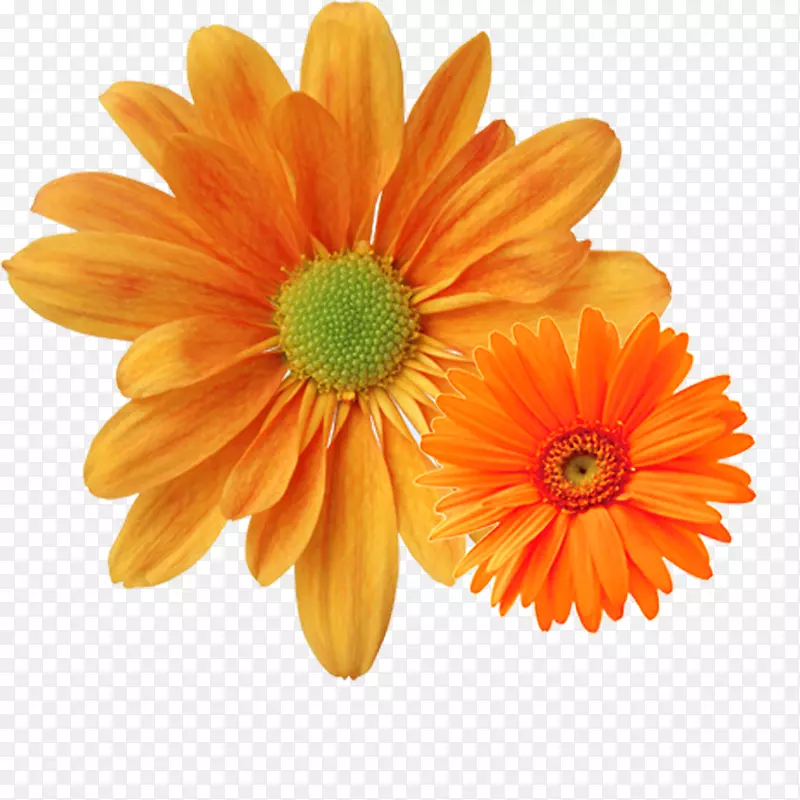 重阳节橙色菊花朵装饰免下载