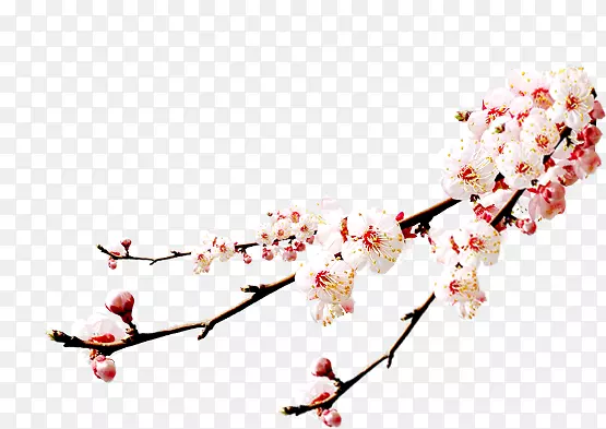 花  梅花  粉色  淘宝素材 梅花照