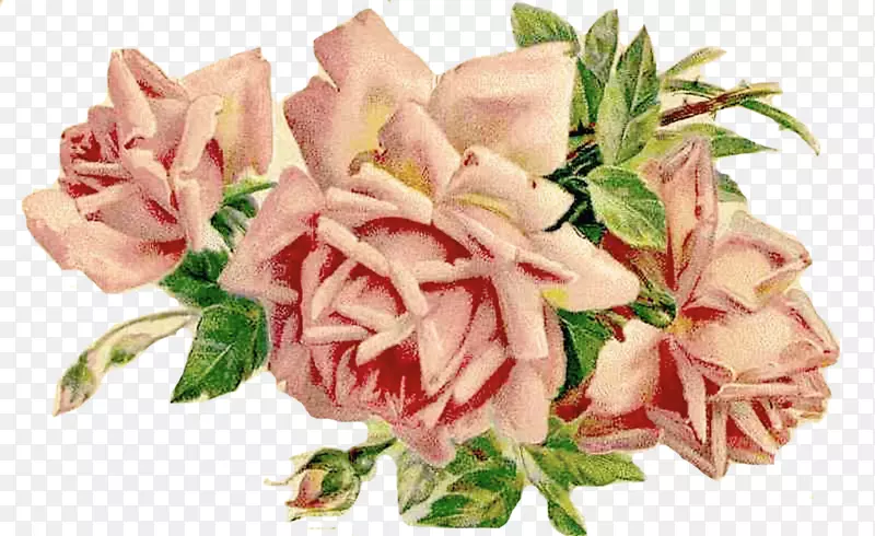 粉色玫瑰花设计素材