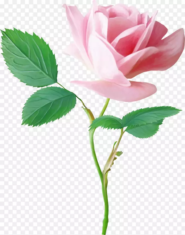 透明背景粉色玫瑰花图片