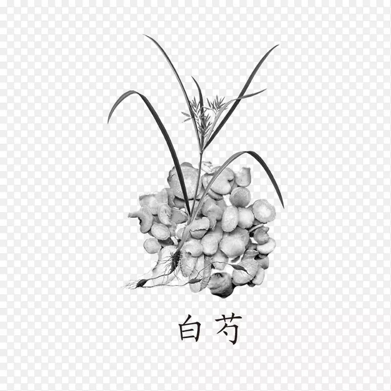 黑白芍药