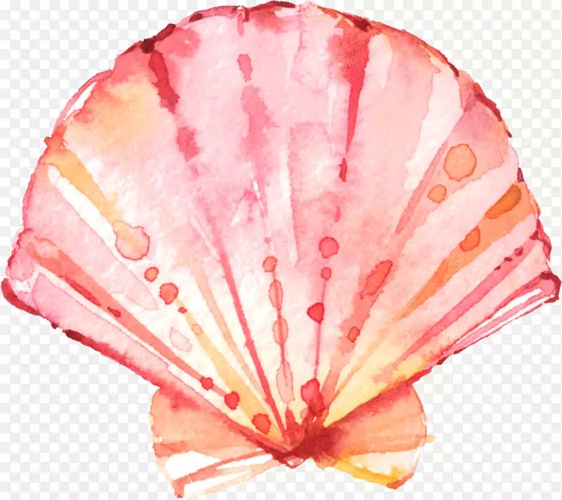 手绘水彩粉色扇贝