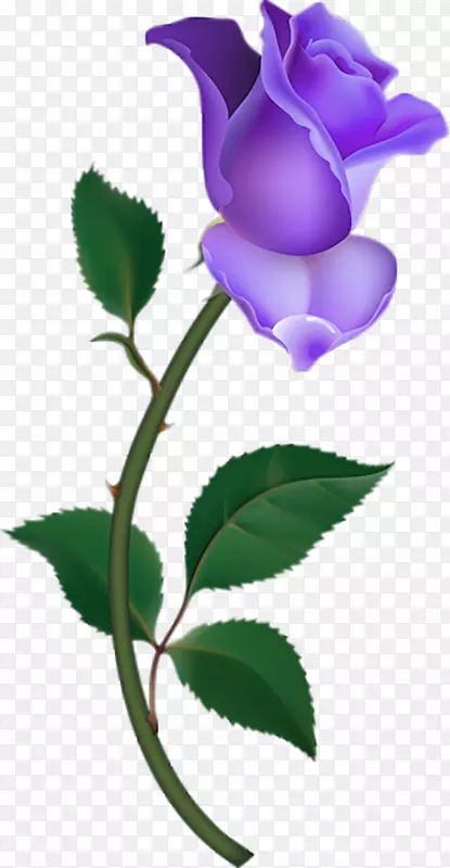 紫色花卉