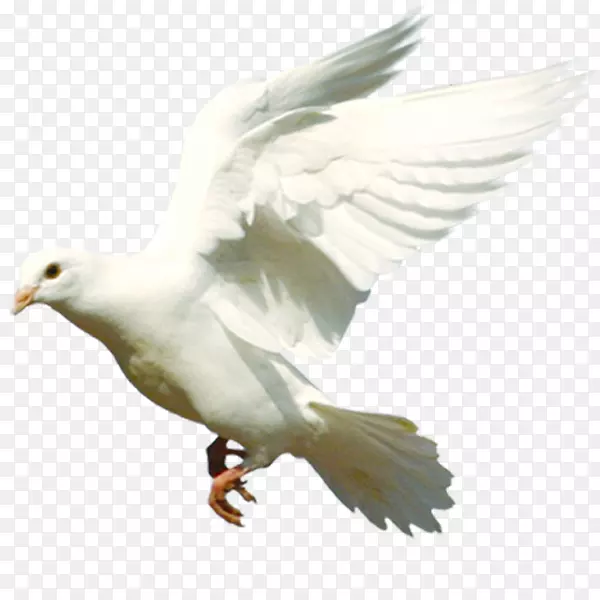 白色展翅鸽子
