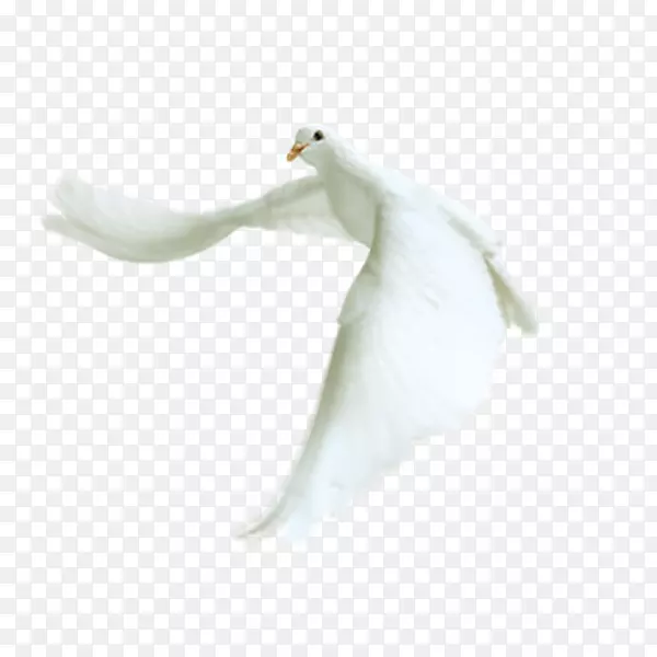 白色白鸽装饰元素
