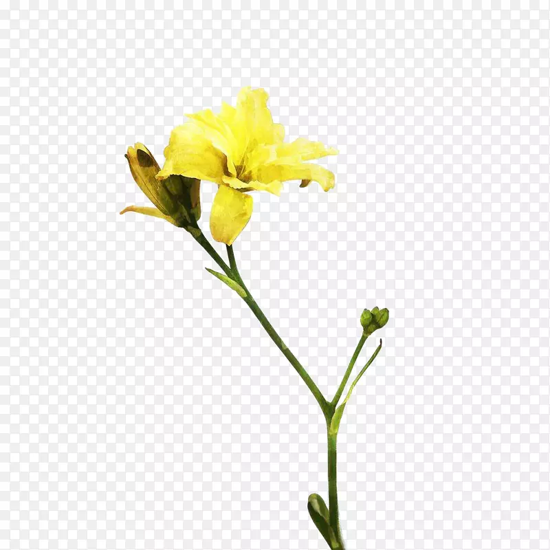 水彩黄色百合花
