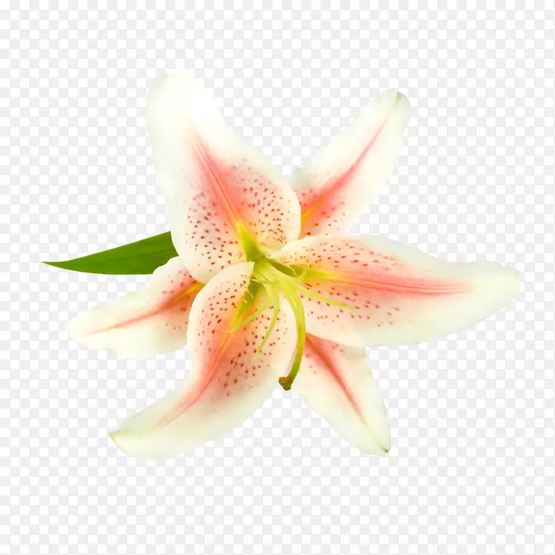 鲜花图片卡通鲜花素材  粉色唯