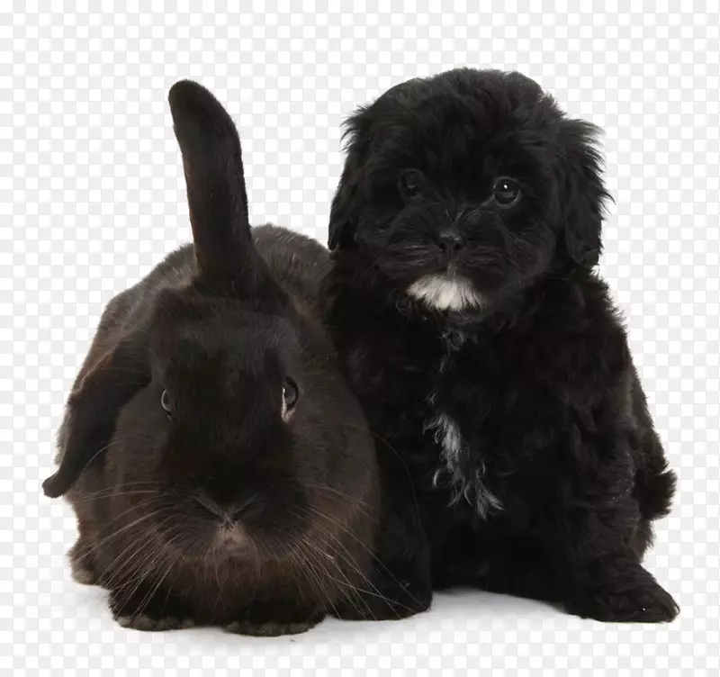 兔子和狗兔子狗黑兔黑狗狗子兔