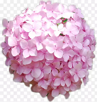 粉色花球