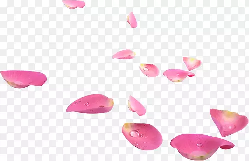 水滴散落玫瑰花瓣