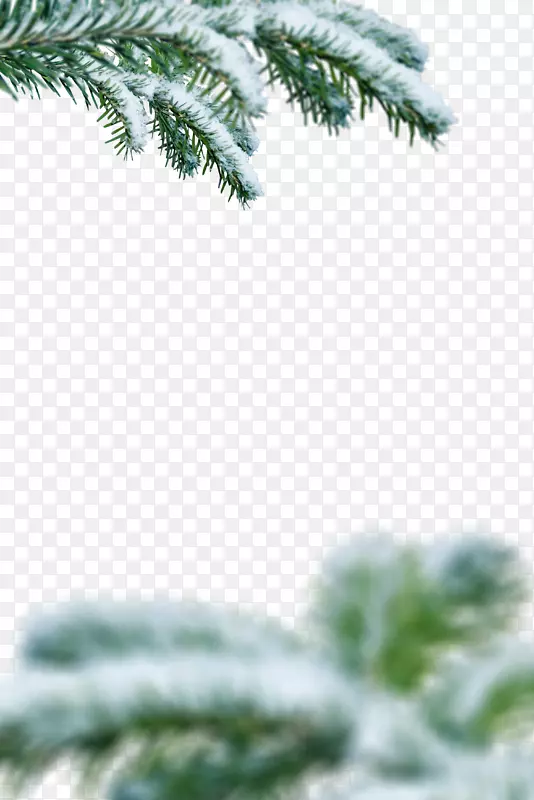 白雪覆盖的松柏树枝