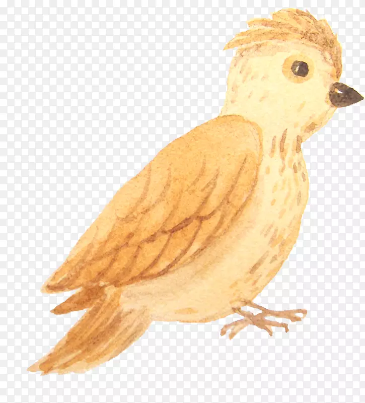 棕黄色小斑鸠手绘图案