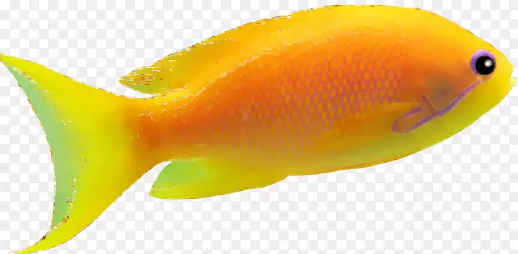 橙色漂亮小鱼