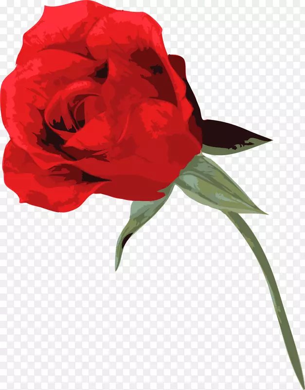 春暖花开美丽红色玫瑰花