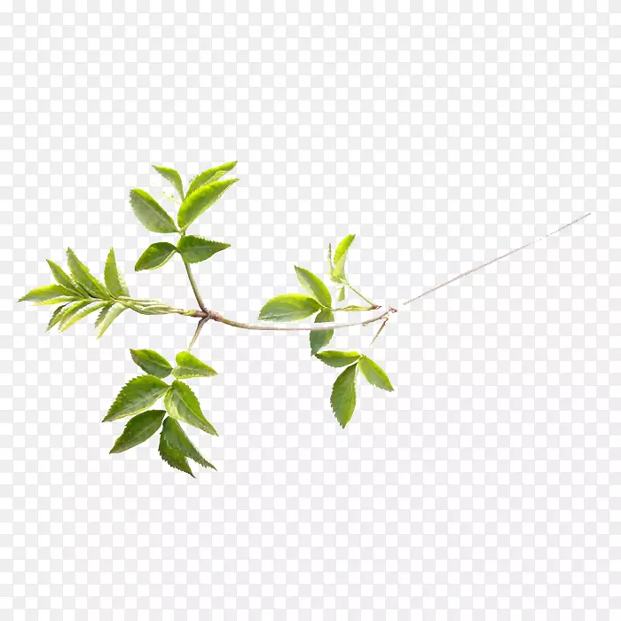 一枝小清新的树枝PNG图片素材下载_图片编号7361204-PNG素材网
