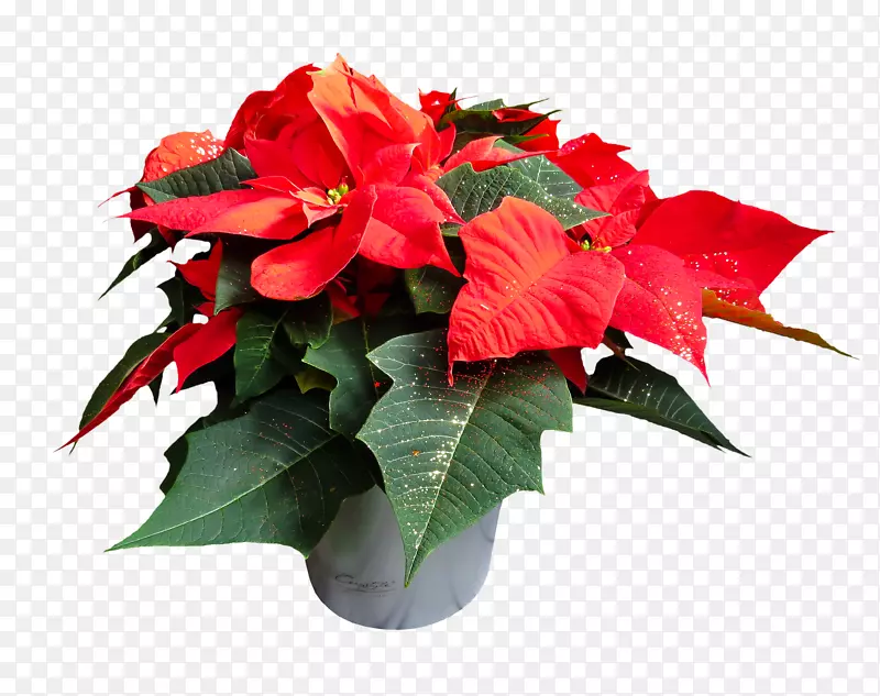 圣诞红色花植物盆栽