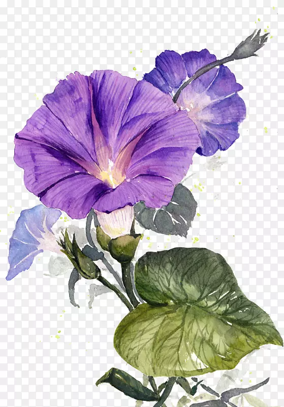 紫色手绘水彩喇叭花