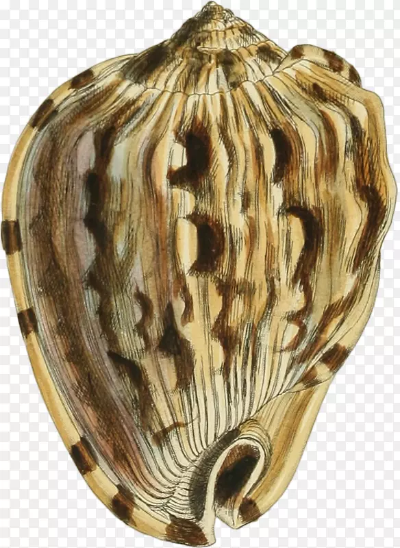 多样的手绘海螺壳-11