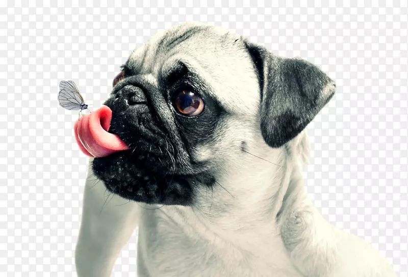 狗狗舌尖上的蝴蝶
