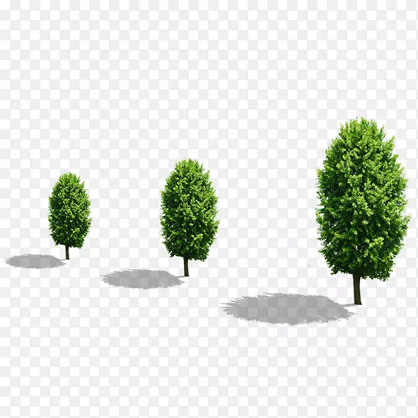 三棵大绿树