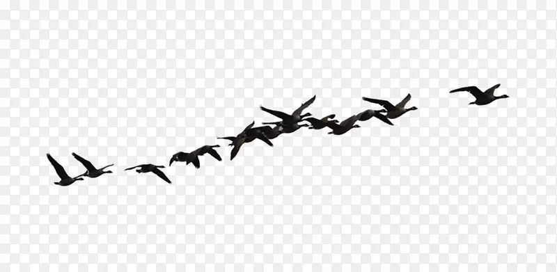成群的乌鸦在空中飞翔