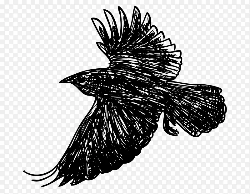 一只黑色乌鸦