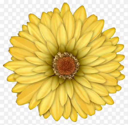 一朵黄色的菊花