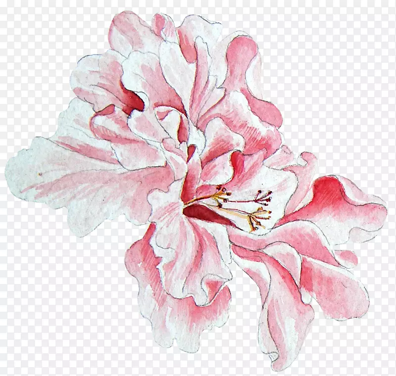 粉色复古水彩牡丹花朵