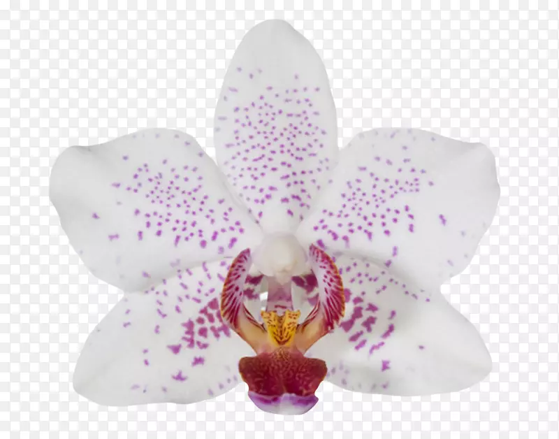 白色有观赏性紫色斑点的一朵大花