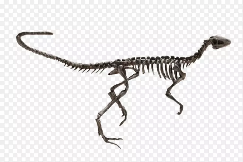 完整的恐龙骨架化石实物