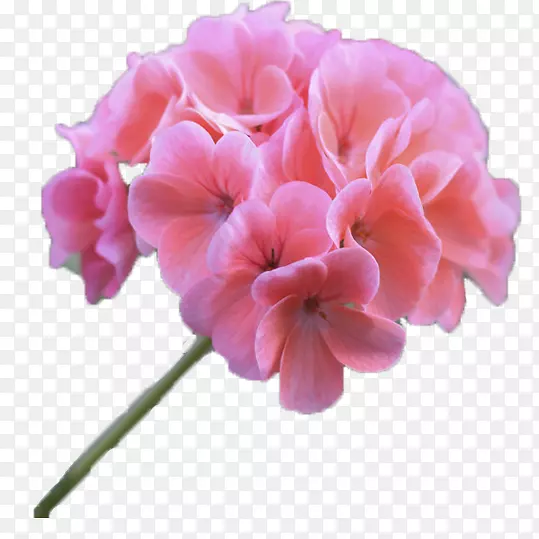 单枝粉色绣球花