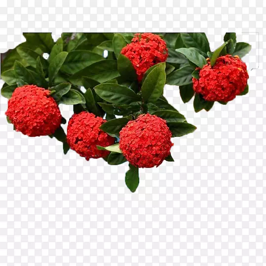 五朵红色绣球花