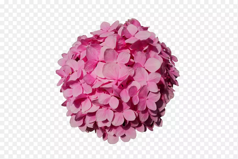 卡通手绘粉色绣球花