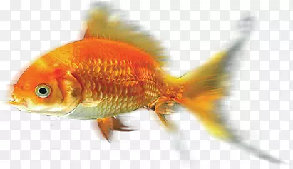 摄影高清金色的水里小金鱼