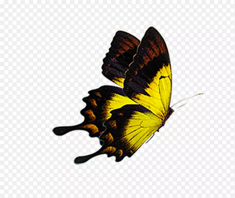 飞翔的黄色蝴蝶