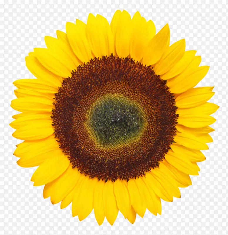 黄色有观赏性的向日葵一朵大花实