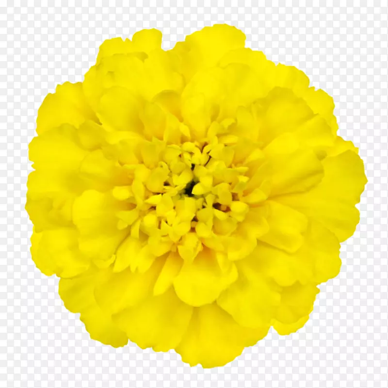 黄色有观赏性缠绕的一朵大花实物