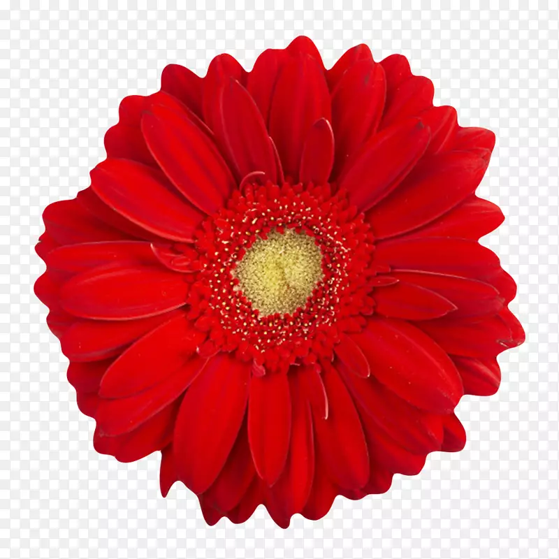 红色有观赏性茂盛的一朵大花实物