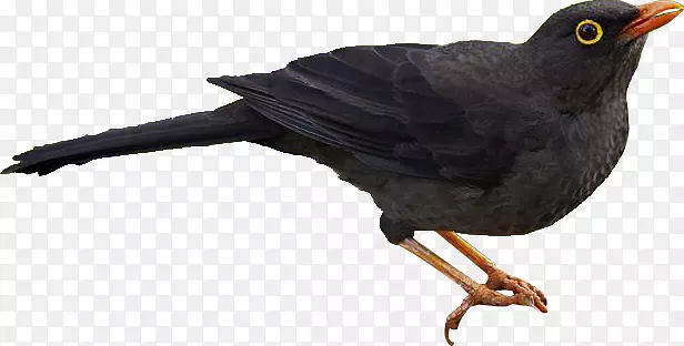 黑色画眉鸟